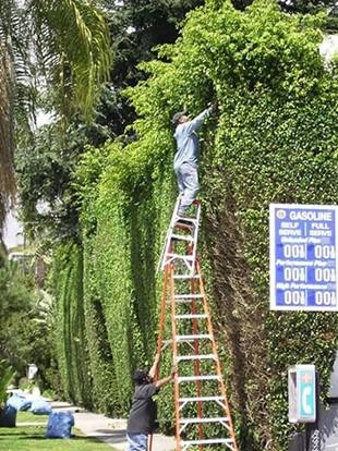 Hey, Vern Can You Bring Up My Hedge Clippers