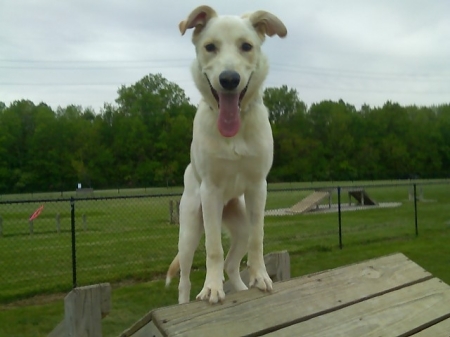 Macy at Dog Park