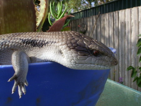 "Harry" the Blue Tongue Lizard