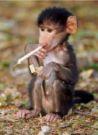 the smokin monkey