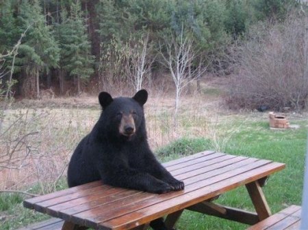 bear waiting for dinner