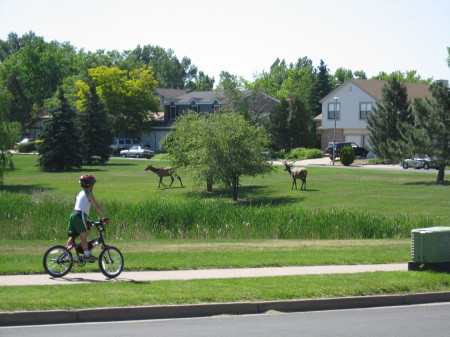 Elk In the Neighborhood