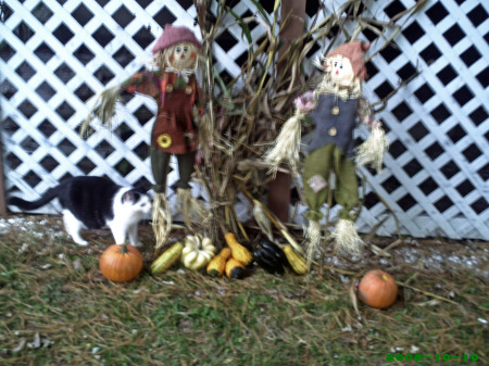 Halloween Display (the cat is real)
