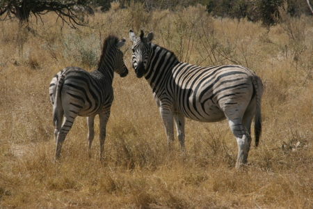 Zebra in the wild