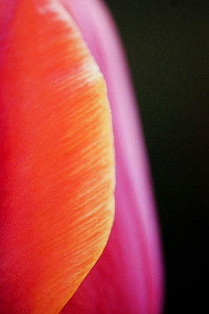 52728_tulips