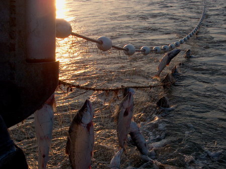 Sockeye at Dawn