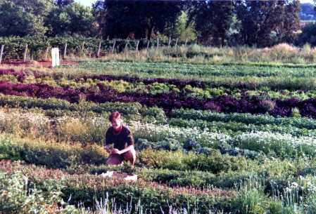 At work on the organic farm 1989