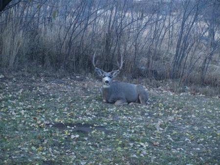 Bucks in our yard