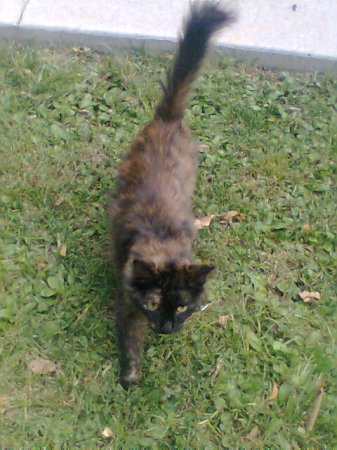 A stray Cat at the Apts.