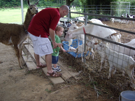 Goats and carrots