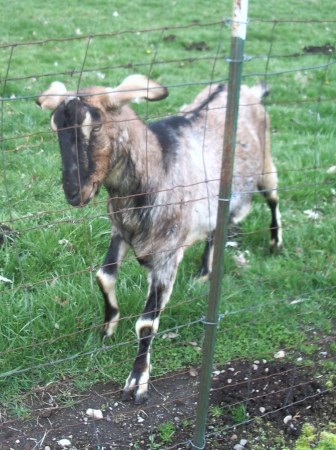 Tanner my pet goat