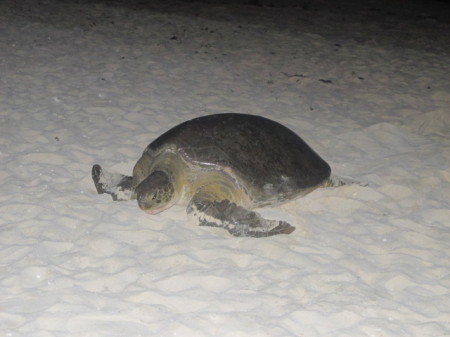 Cancun Giant Turtle