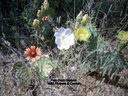 Thomas Glenz's album, Palo Duro Canyon