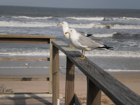 Jeffeny Metz's album, Ponte Vedra Beach