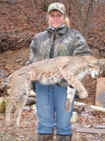 Trapped Bobcat
