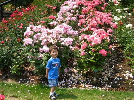 Alexander enjoying the roses