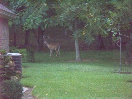 back yard deer