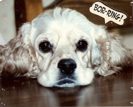 Pamela (Liest)  Roddy's album, Buffy - Our Cocker Spaniel that lived 18 years