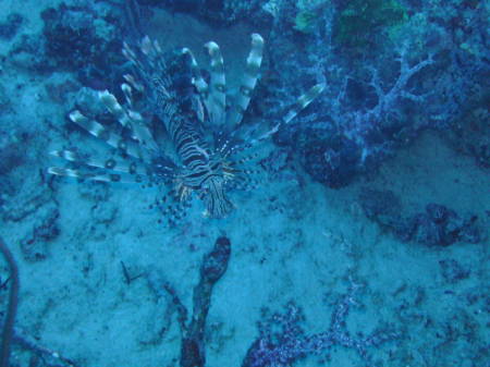 Lion Fish