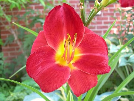 Daylily 'Make My Day'