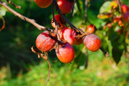 Persimmons