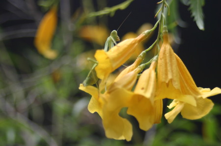 Flowers, Sonoran Desert Museum, August 2008