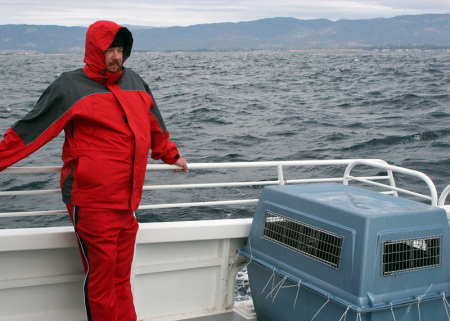 Sea Lion Release