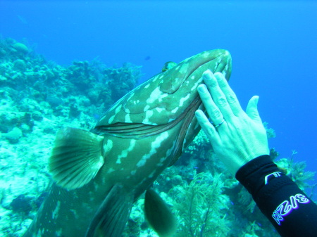 Oscar the grouper