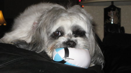 Molly-Lhasa Apso