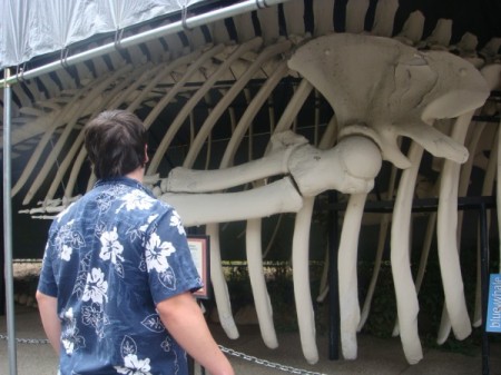 Blue Whale Skeleton