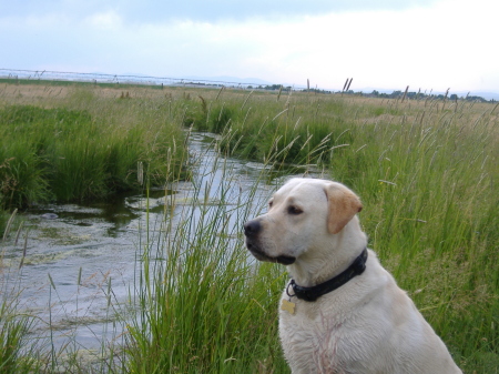 My not so smart Lab, Greeley