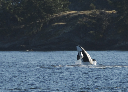 Orca pod in Bellingham Bay