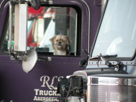 Trucking it's a dogs life