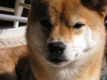 My Shiba Inu - Senshi