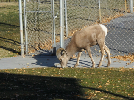 Big Horn Sheep