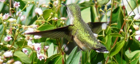 Hummingbird