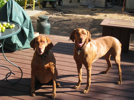 My Dogs Teca & Rez (Vizslas)