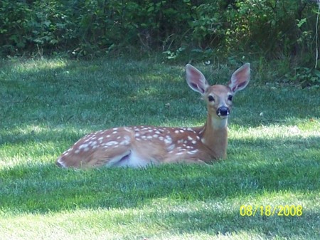 Fawn in the back yard