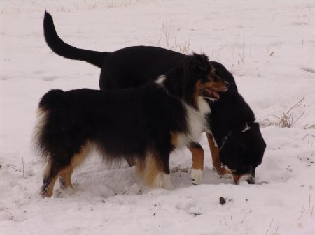 12-9-07 sadie & spyder set2 (42)