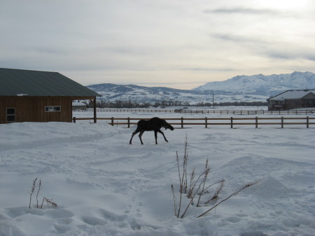 A baby moose in my yard