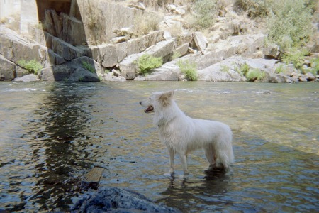 Shadow the River dog, Merced River, 2004