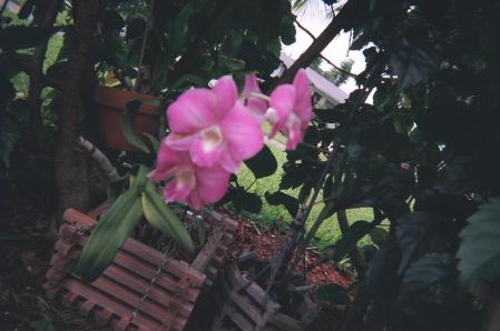 luv my orchids