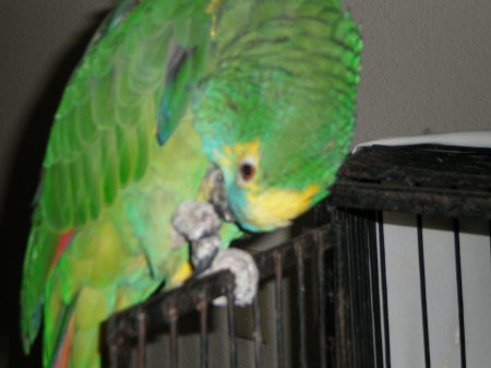 My 23 yr old Blue Fronted Amazon