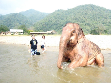 Washing elephants in Thailand