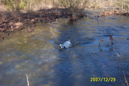 Going for a swim