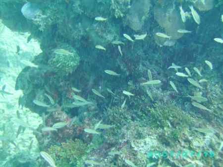 Bahamas Reef