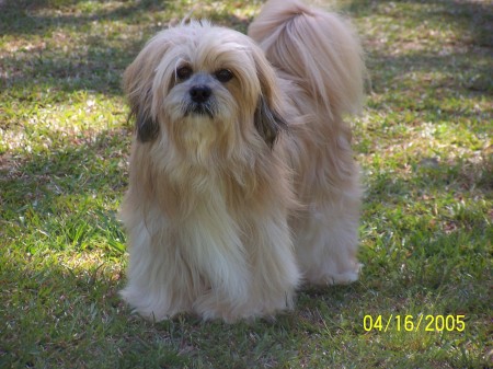 ROCKSTER, MY MALE LHASA