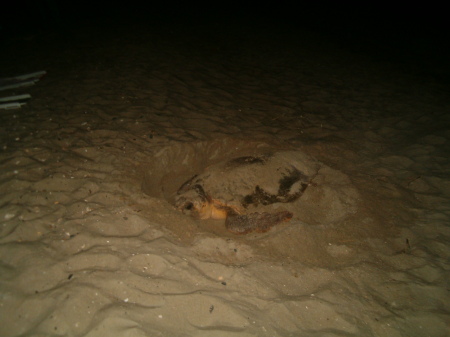 Sea Turtle laying eggs