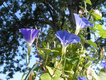 back yard