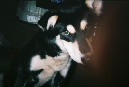 Mya Aug.2008. Formerly lead dog.